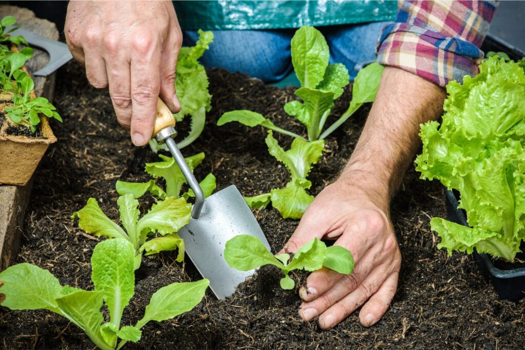 Lettuce vegetables on home garden