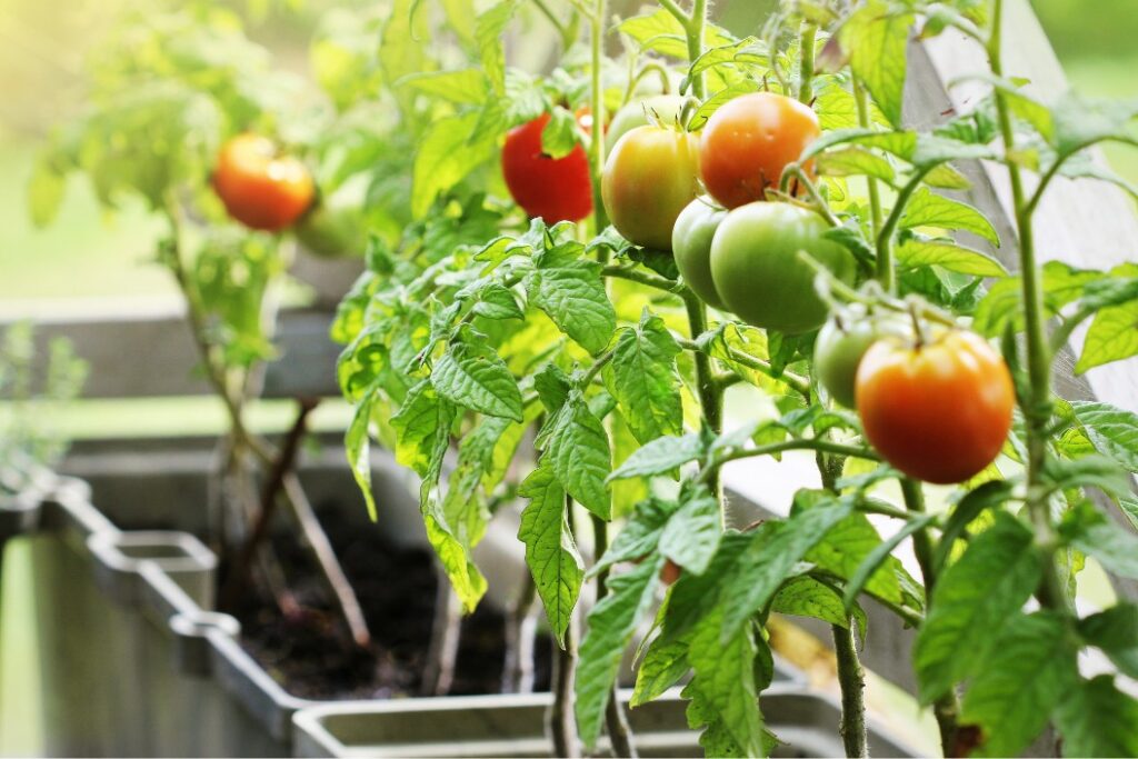 Vegetables tomatoes on home garden